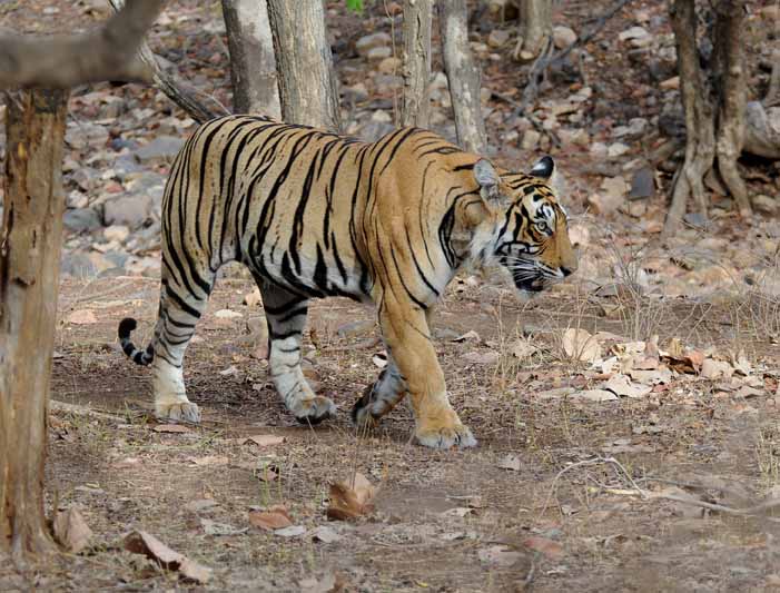 Indian Wildlife Safari route image